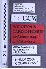 Etiketten zu Cardiophorus zhobiensis (Platia, 2018) (NHMW-ZOO-COL-0006855)